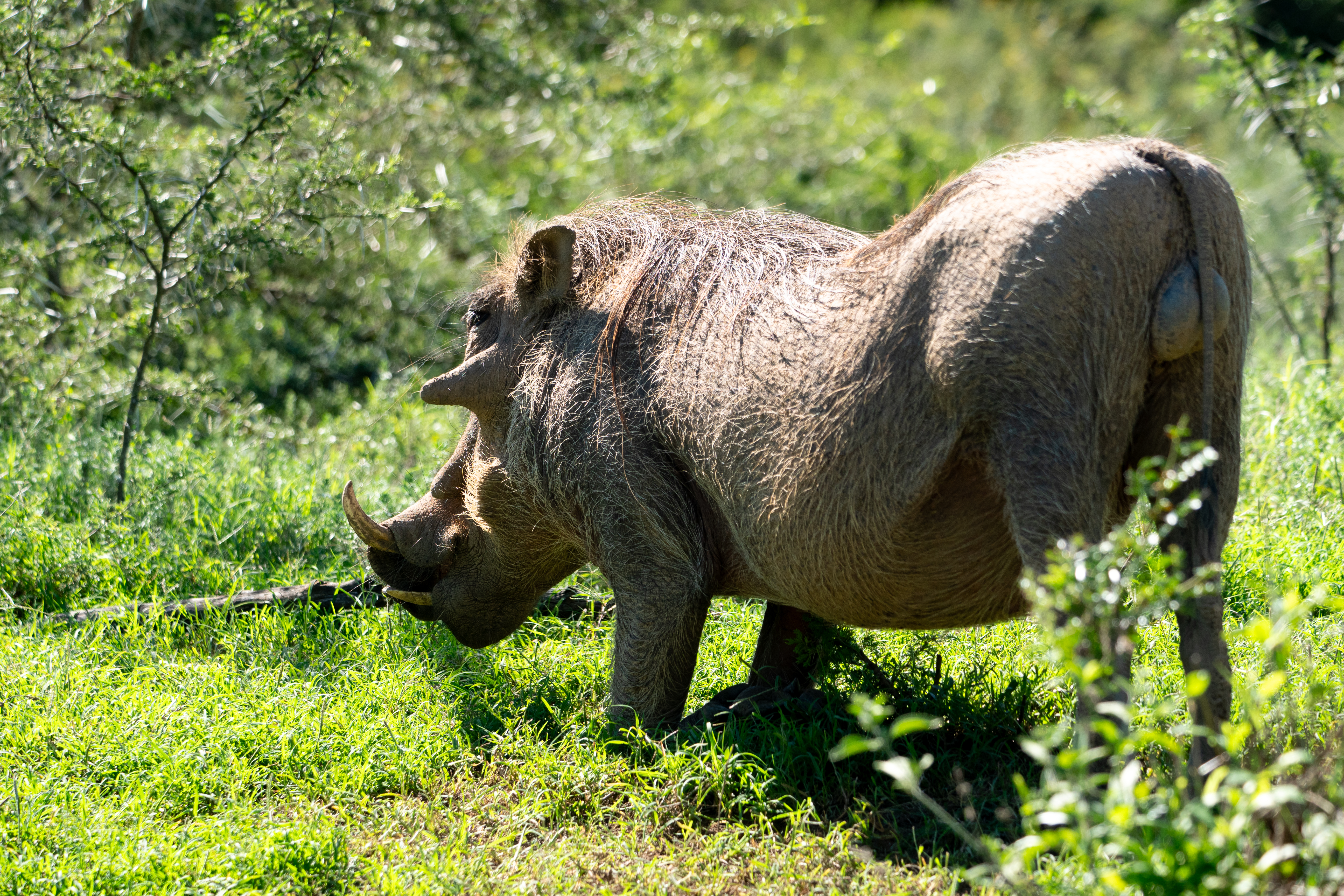 Warzenschwein